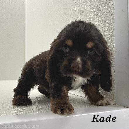 puppy, for, sale, Cocker Spaniel, Joe & Cherri  Overlease, dog, breeder, Miller, MO, dog-breeder, puppy-for-sale, forsale, nearby, find, puppyfind, locator, puppylocator, aca